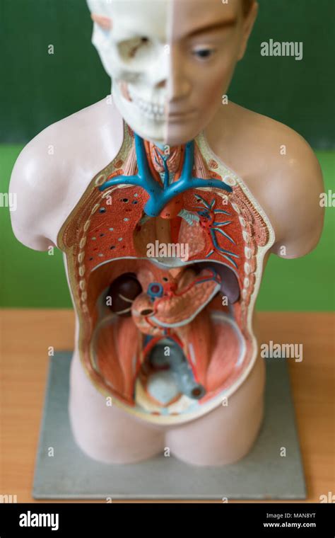 Artificial human body model. Biology class. Anatomy teaching aid. Education concept Stock Photo ...