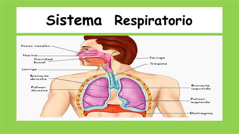 Sistema Respiratorio Lucy Ac UDocz