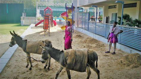Donkey Years Nirav Shahs Creativity