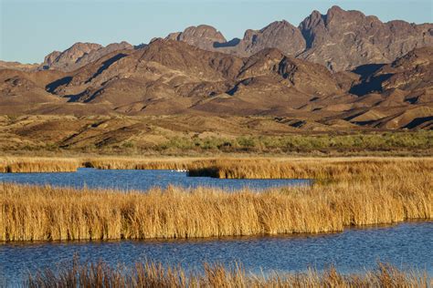 Cibola National Wildlife Refuge - Anne McKinnell Photography