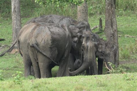 गर्मियों के मौसम में वायनाड हाथियों की पसंदीदा जगह Mongabay हिन्दी