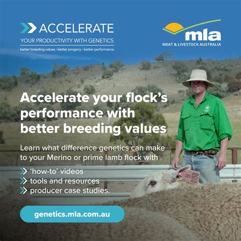 Meat And Livestock Australia On Twitter Using Breeding Values Allows