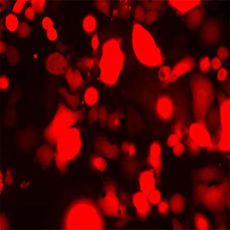 Red Fluorescent Sk Br Cell Line Innoprot Stable Cell Lines