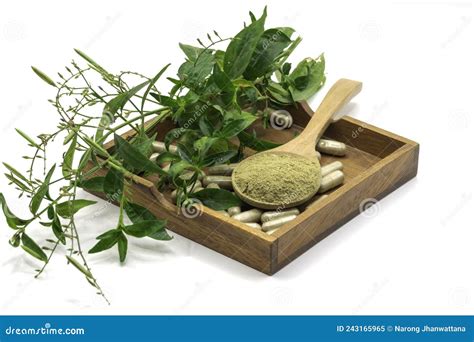 Andrographis Paniculata Extract Powder In Wooden Spoon Stock Image