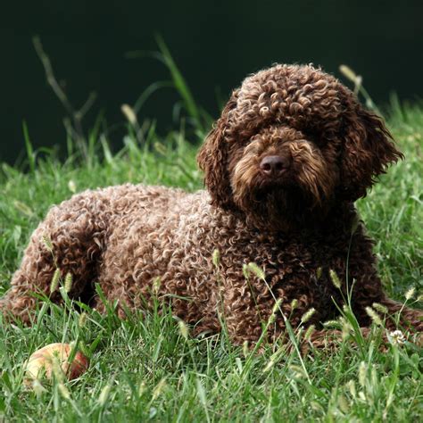 Il Cane Vomita Schiuma Bianca Perch Succede E Come Intervenire