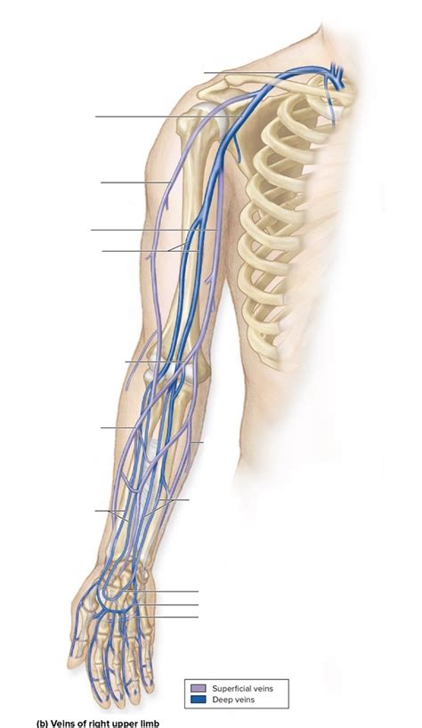 Upper Limb Veins Diagram Quizlet