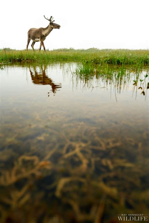 Caribou at a Tundra Pond — Ray Hennessy Wildlife