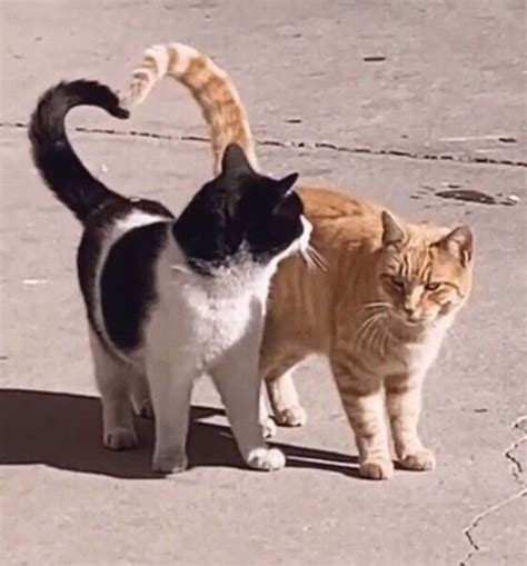 Two Cats Standing Next To Each Other On The Ground