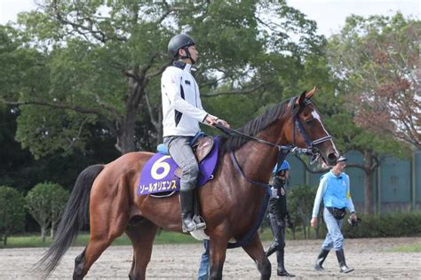 【菊花賞】ソールオリエンスはパドックでスクーリング 名畑助手「もう一つ大きなタイトルを」 サンスポzbat