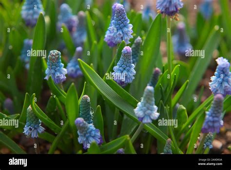 Muscari azureum AGM Stock Photo - Alamy