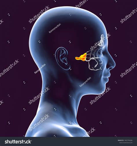 Anatomy Paranasal Sinuses 3d Illustration Showing Stock Illustration