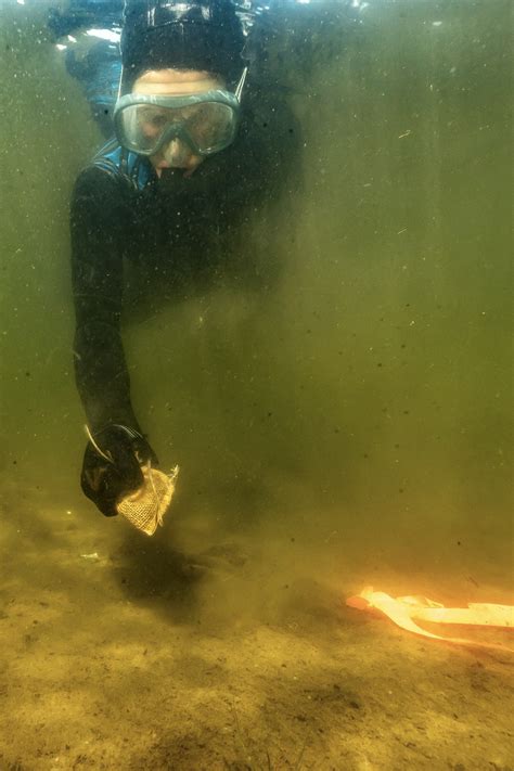 Eelgrass And Blue Carbon Ecology Action Centre