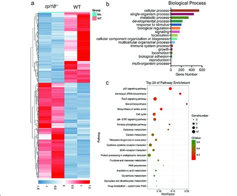 Differential Gene Expression Profile Gene Ontology And Pathway