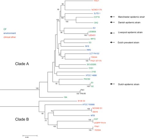 Phylogenetic Tree Including 34 P Aeruginosa Strains Built From An Download Scientific Diagram