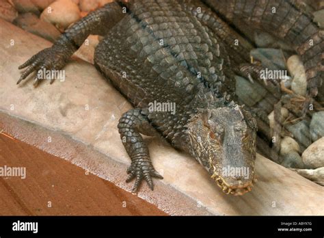 Paignton Zoo Crocodile Hi Res Stock Photography And Images Alamy