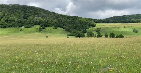 Video of a Meadow Free Stock Video Footage, Royalty-Free 4K & HD Video Clip