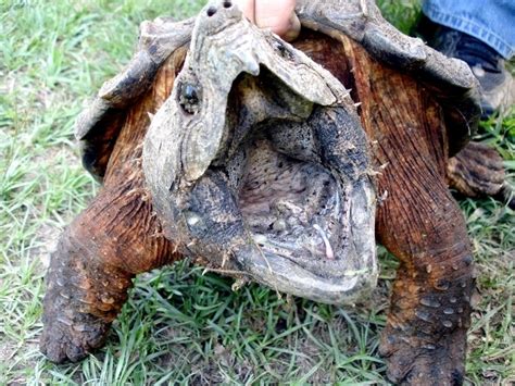 Alligator Snapping Turtle – "OCEAN TREASURES" Memorial Library