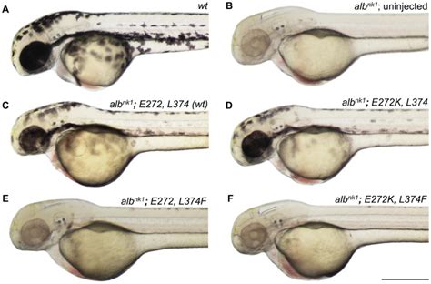 Lateral Views Of Hpf A Wild Type Zebrafish Larva B Un Injected