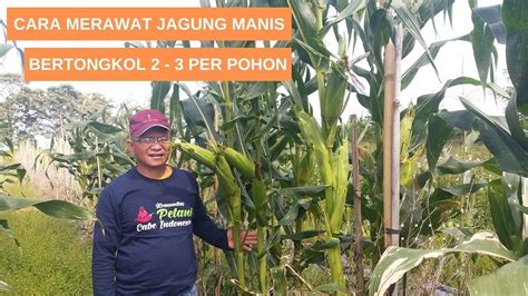 Jagung Manis Bertongkol Per Pohon Cara Budidaya Youtube