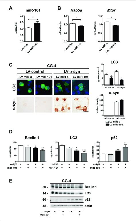 Overexpression Of Mir 101 Inhibits Autophagy And Induces α Syn