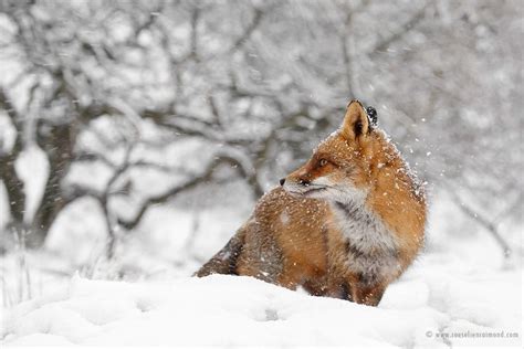 Charming Red Fox Photos Capture Their Resilience in the Winter Snow