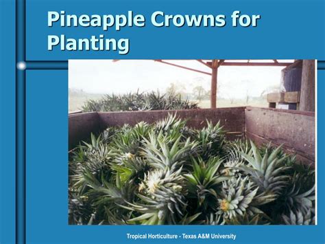 Ppt Pineapples Powerpoint Presentation Free Download Id159562