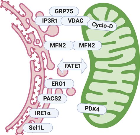 Mitochondria Associated Er Membranes In Glucose Homeostasis And Insulin