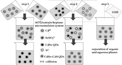 Schematic Representation Of Qds Synthesis In Microemulsion Approach