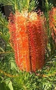 Banksia Bird Song Pot Hello Hello Plants