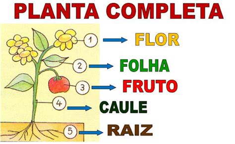 Os Meninos Da C Planta Completa