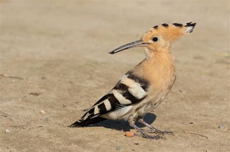 Premium Photo Eurasian Hoopoe Upupa Epops A Bird Stands On A Sandy