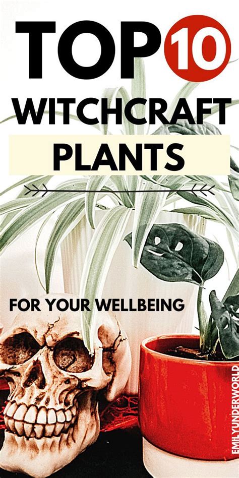 10 Plants For Your Witch Garden Herbs For Witches Herbs To Grow For Witches Witch Garden