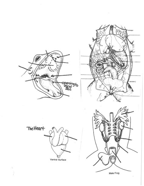 Frog Dissection Diagram | Quizlet