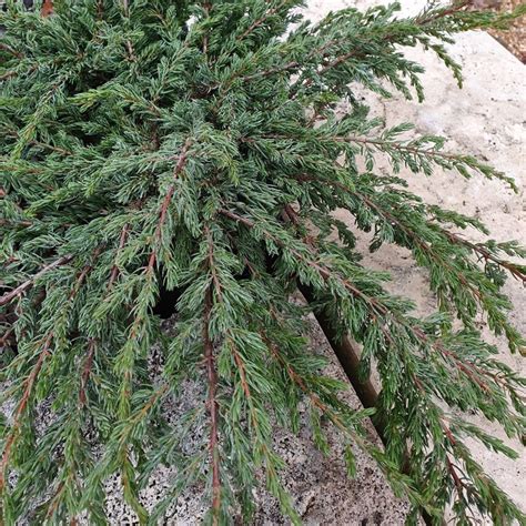 Buy Juniper Juniperus Communis Repanda Delivery By Waitrose Garden