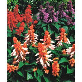 The Picante Salvia Splendens Mixture John Scheepers Kitchen Garden Seeds