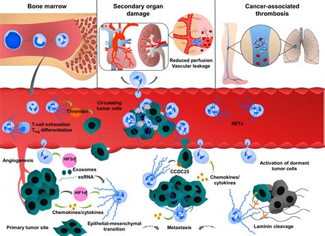 Frontiers Extracellular Dna Traps Origin Function And Implications