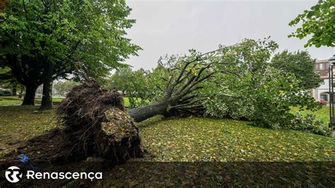 Tempestade Kirk Derrubou Mais De Rvores Em Braga Renascen A