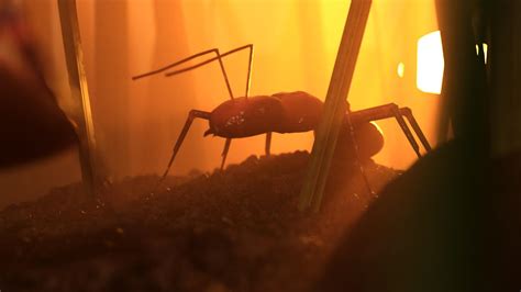 Bugs life. : r/blender