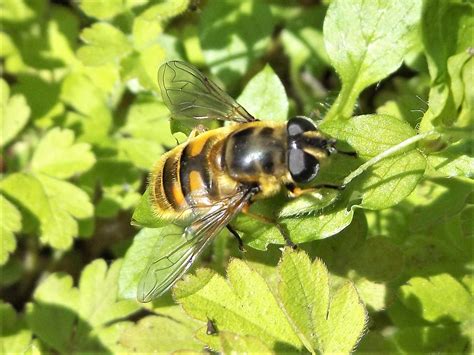 Totenkopfschwebfliege Myathropa Florea Totenkopfschwebfl Flickr