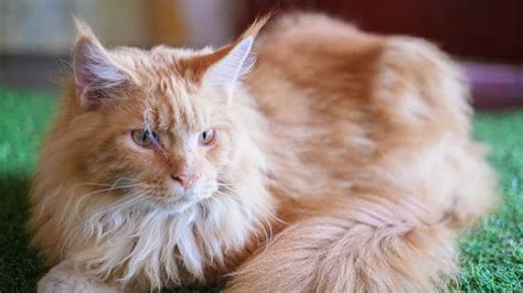 Orange Maine Coon Cat Breed Info Pictures Traits And Facts Catster