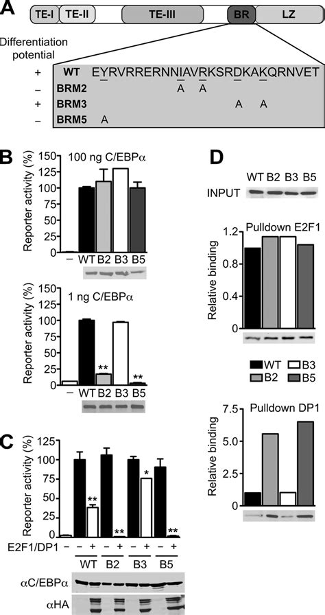 Repression Of C Ebp Brm By E F Complexes A Schematic Representation