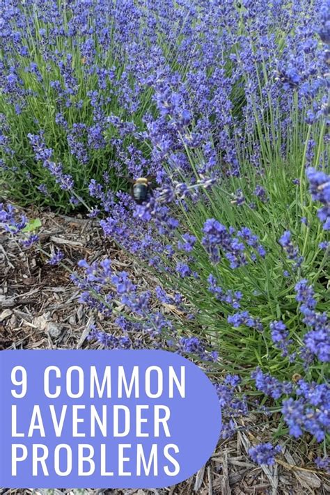 9 Common Lavender Problems And How To Solve Them