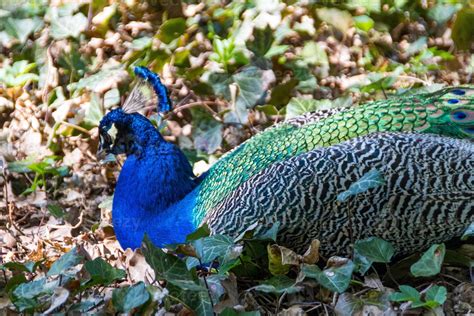 beautiful peacock bird 10913985 Stock Photo at Vecteezy