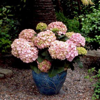 Hortensia Magical Rosa Sommerblomster Plantetorvet Dk