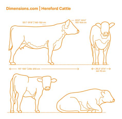 Black Angus Cattle Dimensions & Drawings | Dimensions.com