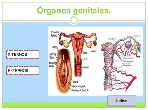 Aparato Reproductor Femenino