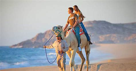 Cabo San Lucas Camel Riding Safari A Unique Excursion