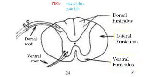 Somatosensory Pathways Flashcards Quizlet