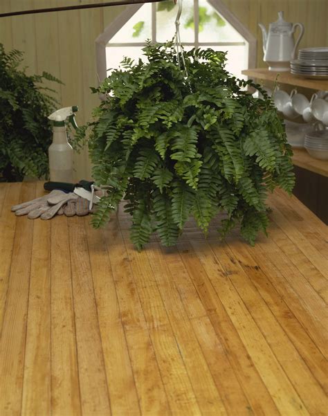 How To Bring Boston Fern Indoors In The Winter Home Guides Sf Gate