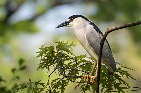 Black Crowned Night Heron Smithsonians National Zoo